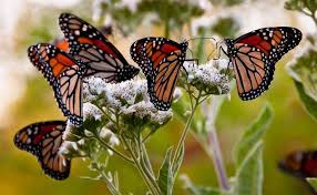 ohio quer ajudar borboletas monarcas, Imagine isso no seu quintal