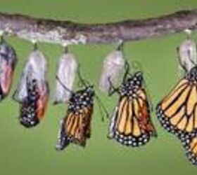 q ohio wants to help the monarch butterflies, gardening, pets animals, Help us multiply