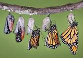 ohio quer ajudar borboletas monarcas, nos ajude a multiplicar