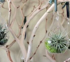 manzanita tree with air plants, christmas decorations, gardening