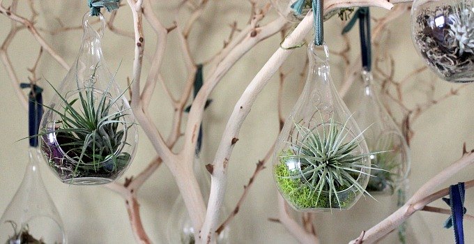 manzanita tree with air plants, christmas decorations, gardening