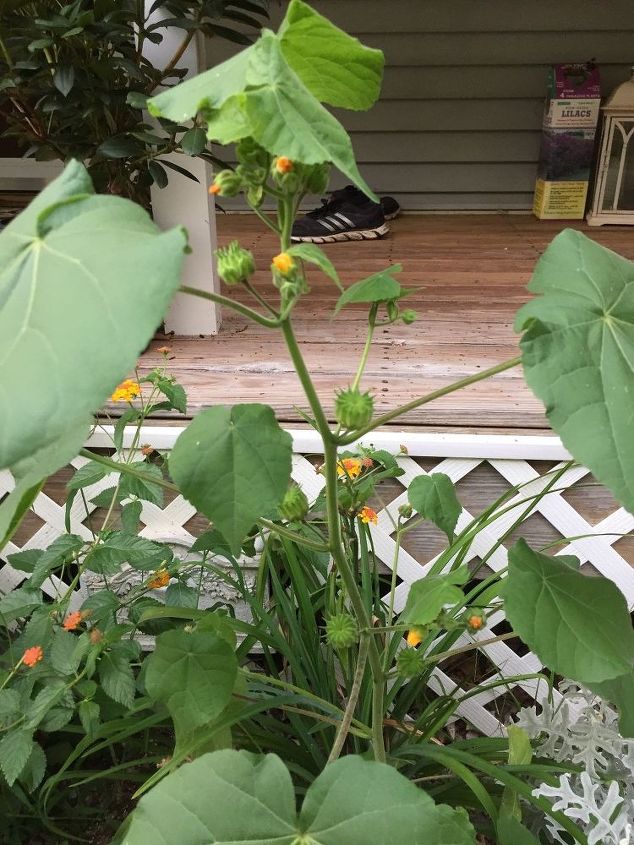 q plant, gardening, plant id, it has small yellow flowers and spikes with large leaves