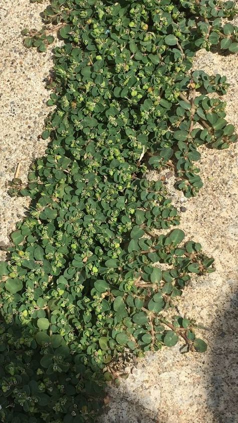 q weed identification, gardening, gardening pests, plant id