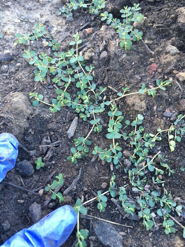 q weed identification, gardening, gardening pests, plant id