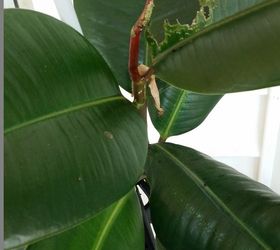 rubber plant insect, 1 photo