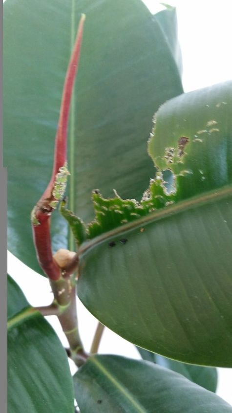 rubber plant insect, 2 photo