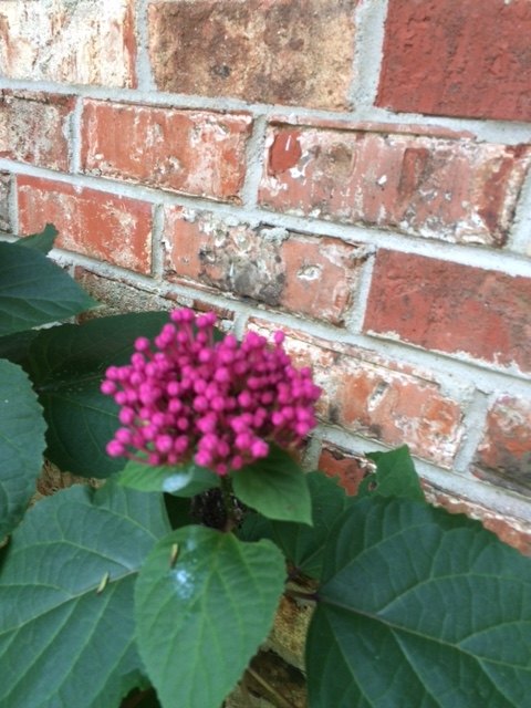 q unable to id this plant , gardening, plant id, What is it