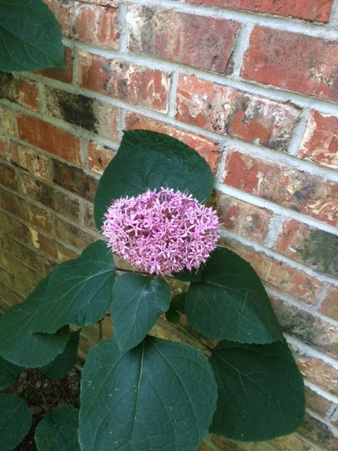 q unable to id this plant , gardening, plant id, Same plant just bloom has open more