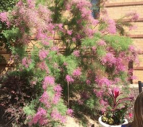 q what is the name of this bush , gardening, plant id, I saw this bush in mpls in July it was at least 6 5 ft tall It looks like a mature plant