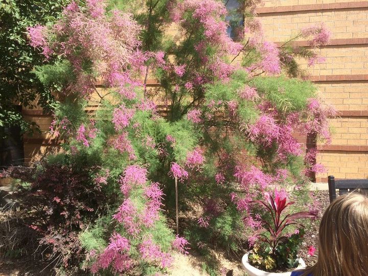 q what is the name of this bush , gardening, plant id, I saw this bush in mpls in July it was at least 6 5 ft tall It looks like a mature plant