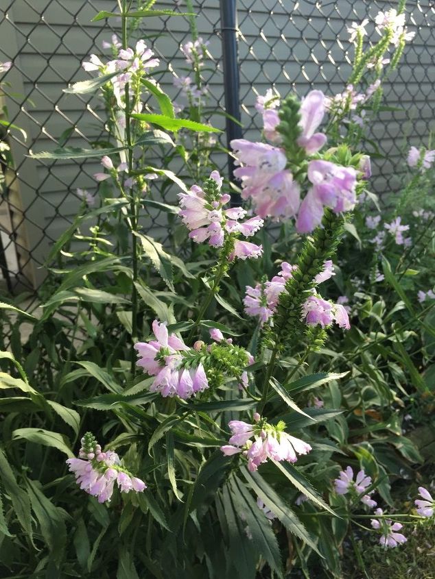 q can you identify these plants in my yard , gardening, plant id, This is about 4 feet high and seems to bloom from the bottom up Lady Slippers