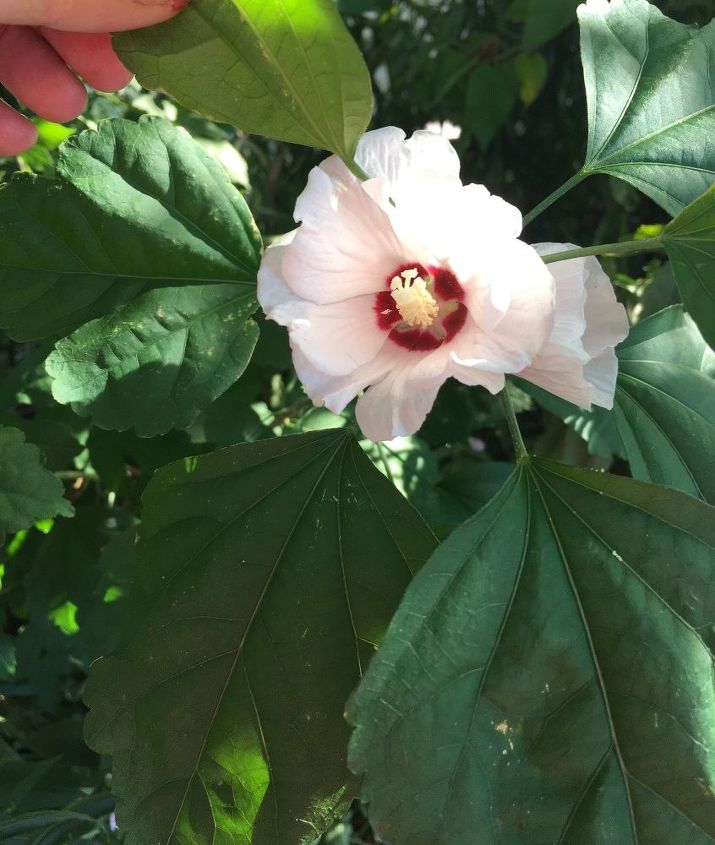 q can you identify these plants in my yard , gardening, plant id, First year I ve seen this 3 feet tall and half dollar size blooms now