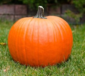 how to prepare your fresh pumpkins so they will last the fall season, halloween decorations, how to, seasonal holiday decor