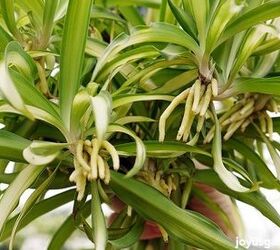 1 way to get more spider plant babies, gardening, plant care