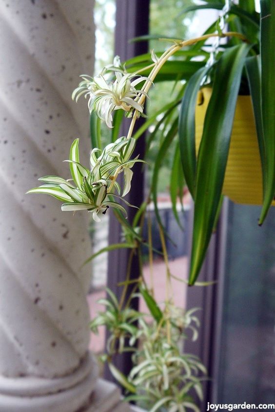 1 way to get more spider plant babies, gardening, plant care