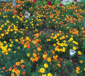saving seeds for next year s garden, gardening, plant care, Marigold flower bed from saved seeds