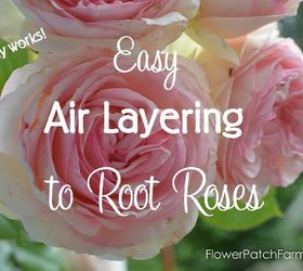 Fácil de aire capas para propagar las rosas más rápido que los esquejes