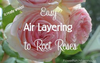  Camadas de ar fáceis para propagar rosas mais rapidamente do que estacas