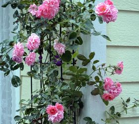 fcil de aire capas para propagar las rosas ms rpido que los esquejes