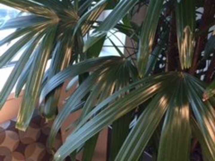 q what is the name of this plant tree , gardening, plant id