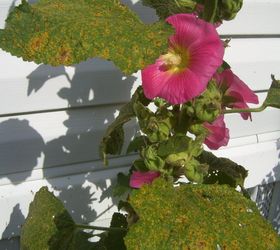 q what is wrong with these hollyhock leaves , gardening, plant care