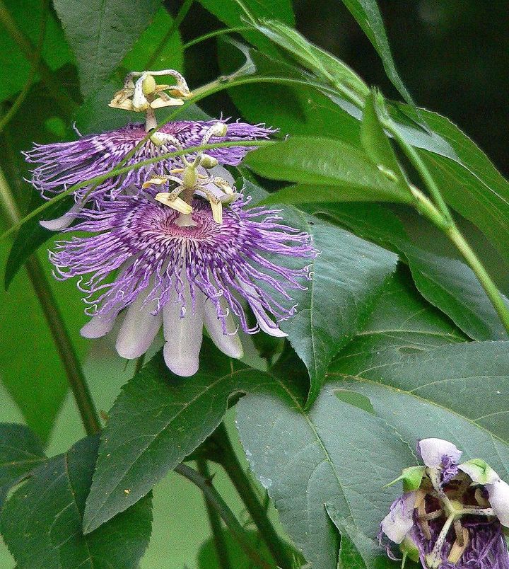 q what is this flower plant is the fruit edible , gardening, plant id