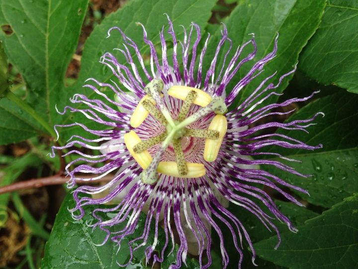 q what is this flower plant is the fruit edible , gardening, plant id