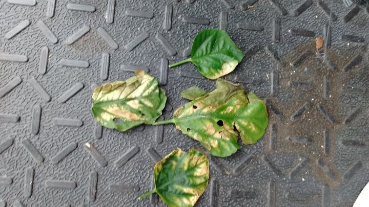 new hibiscus leaves are shriveling up and looking burnt, these are cut from the hibiscus on plant of course was the same lots of them