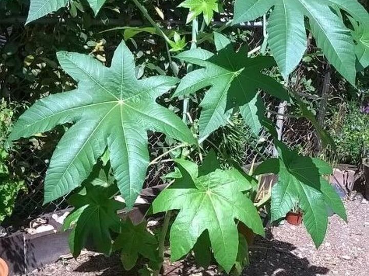 q can anyone identify this plant please , gardening
