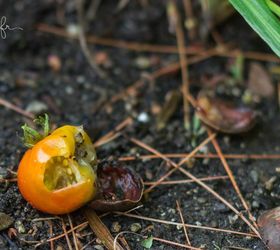 transitioning the garden from summer to fall, gardening, landscape, outdoor living, Ripening cherry tomato munched by a chipmunk