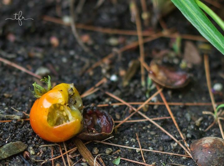 la transicion del jardin del verano al otono, Tomate cherry maduro comido por una ardilla