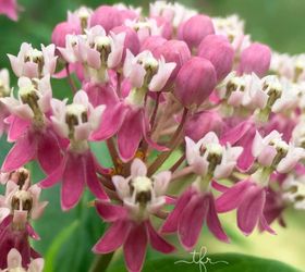 transitioning the garden from summer to fall, gardening, landscape, outdoor living, Aphids infesting my healthy swamp milkweed
