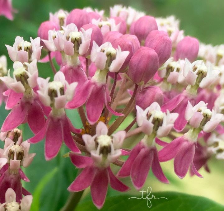 transitioning the garden from summer to fall, gardening, landscape, outdoor living, Aphids infesting my healthy swamp milkweed