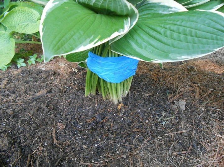 s 13 ways you never thought of using painter s tape in your home, home decor, painting, Safely move your hostas into a better light