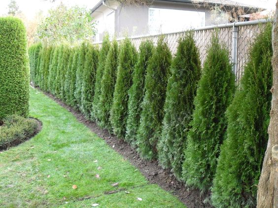 how to jazz up landscape around your chain link fence, fences, how to