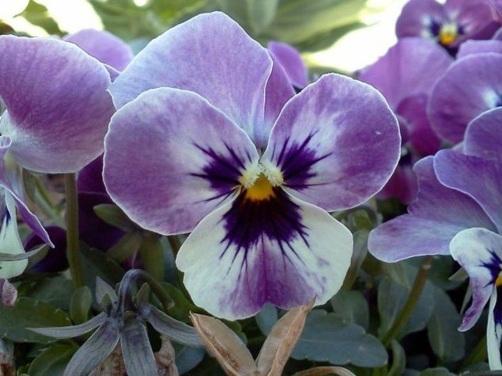 s las 15 flores de otono que todo el mundo adora esta temporada, 15 Violas