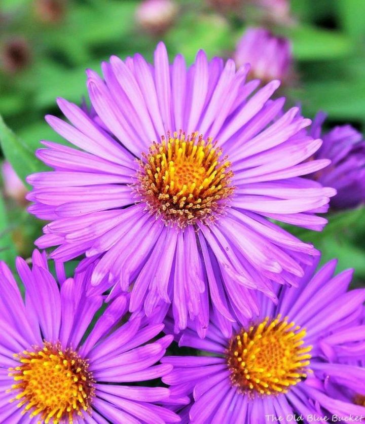 s the top 15 fall flowers everyone is loving this season, gardening, 13 Fall Asters