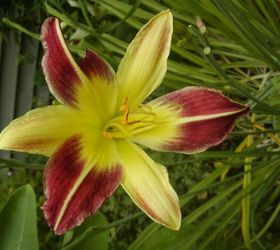 s the top 15 fall flowers everyone is loving this season, gardening, 9 Spider lilies