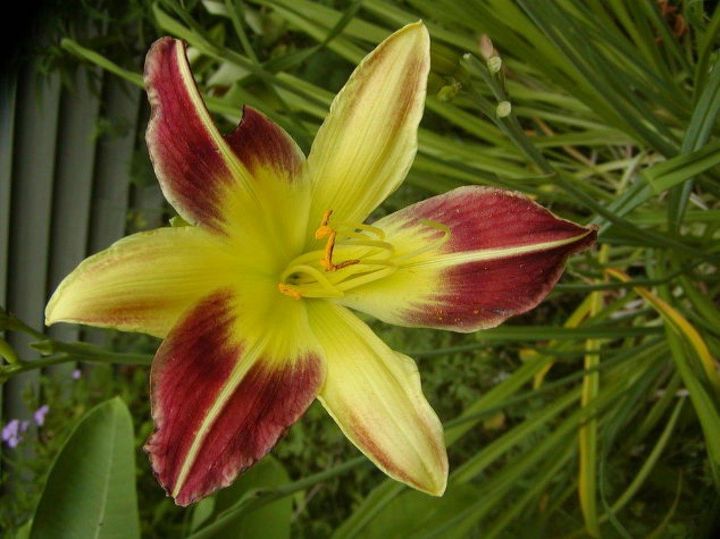 las 15 flores de otoo que todo el mundo adora esta temporada, 9 Lirio ara a