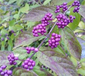s the top 15 fall flowers everyone is loving this season, gardening, 8 Beautyberry