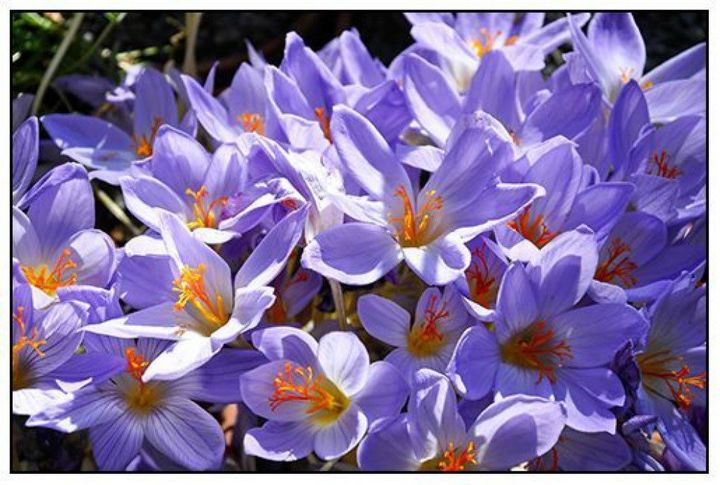 las 15 flores de otoo que todo el mundo adora esta temporada, 7 Azafr n de oto o