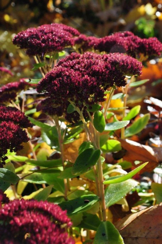 las 15 flores de otoo que todo el mundo adora esta temporada, 4 Sedum
