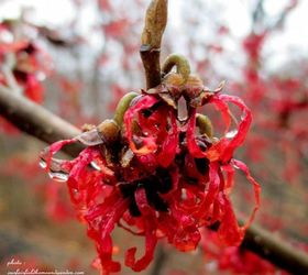 s the top 15 fall flowers everyone is loving this season, gardening, 3 Witch Hazel