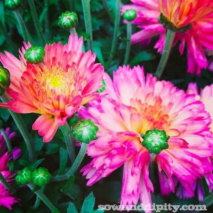 las 15 flores de otoo que todo el mundo adora esta temporada, 1 Crisantemos