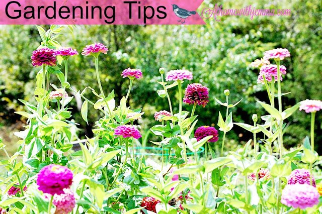 tips on growing a fall garden, gardening, plant care