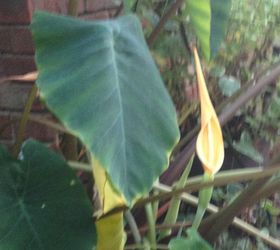 q blooming elephant ears, gardening, plant care