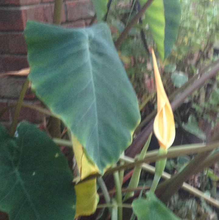 q blooming elephant ears, gardening, plant care