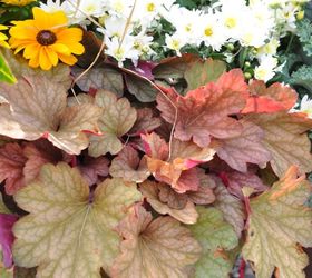 fall container update on a budget, bedroom ideas, concrete masonry, flowers, gardening, ponds water features, window treatments, windows