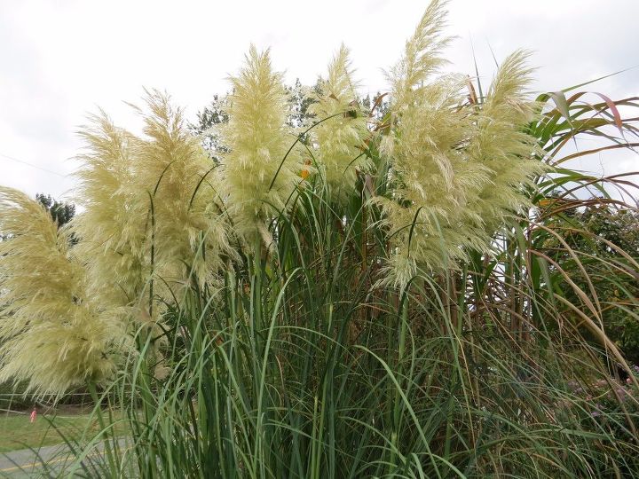 another use for pampas grass fall decorations, crafts, gardening, homesteading, lawn care, repurposing upcycling