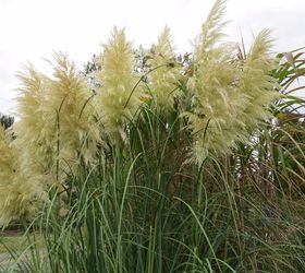 another use for pampas grass fall decorations